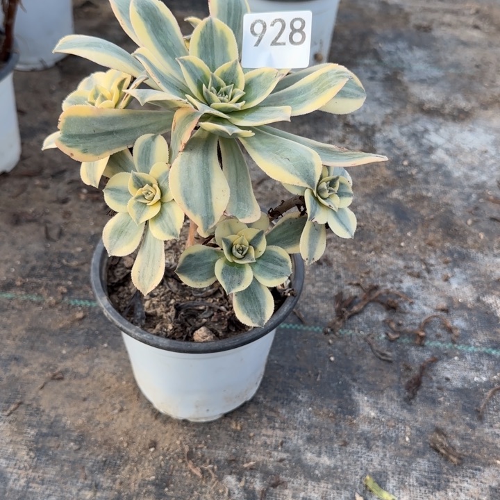 928两单包邮。         
