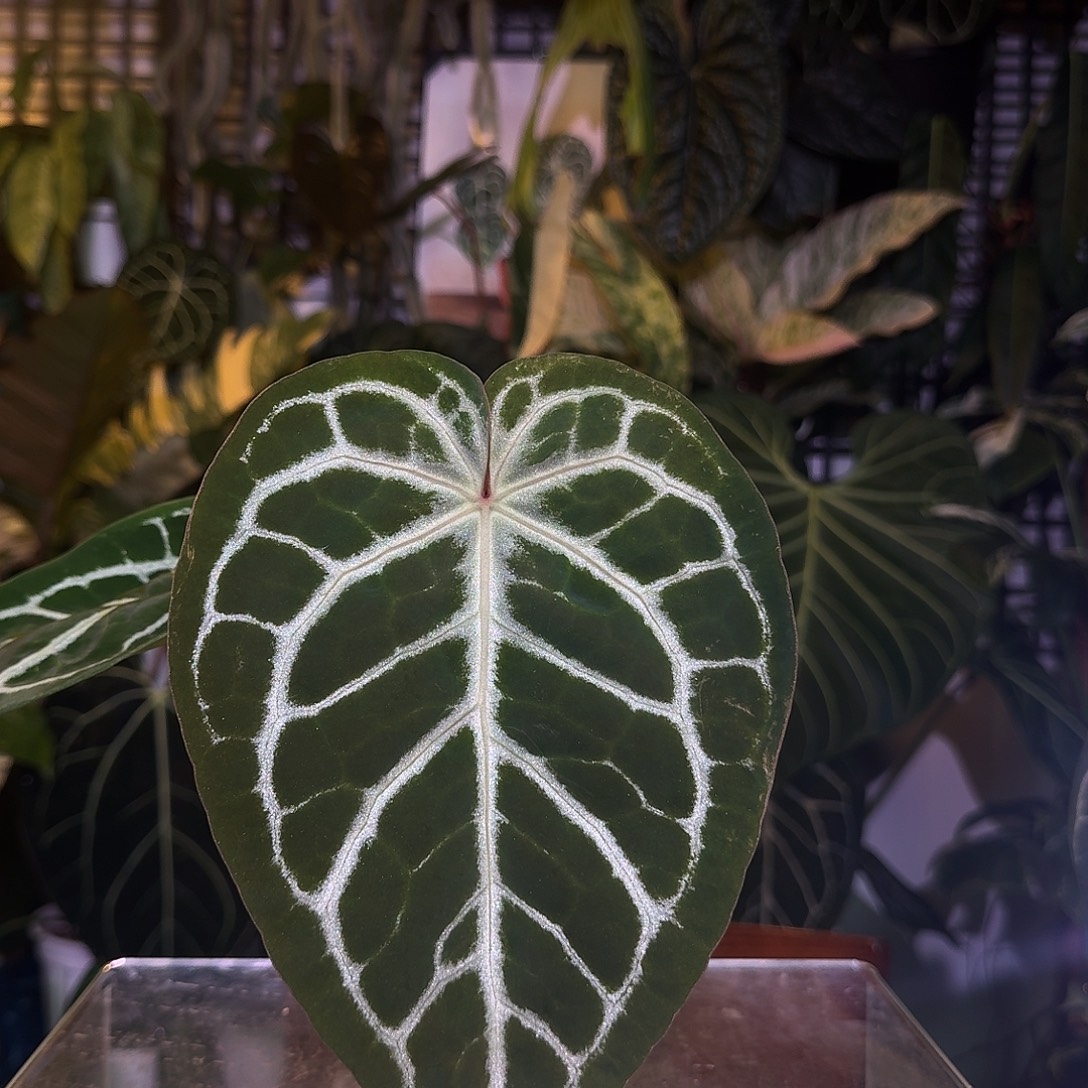 完全开放Q155粉脉极致撕裂纹