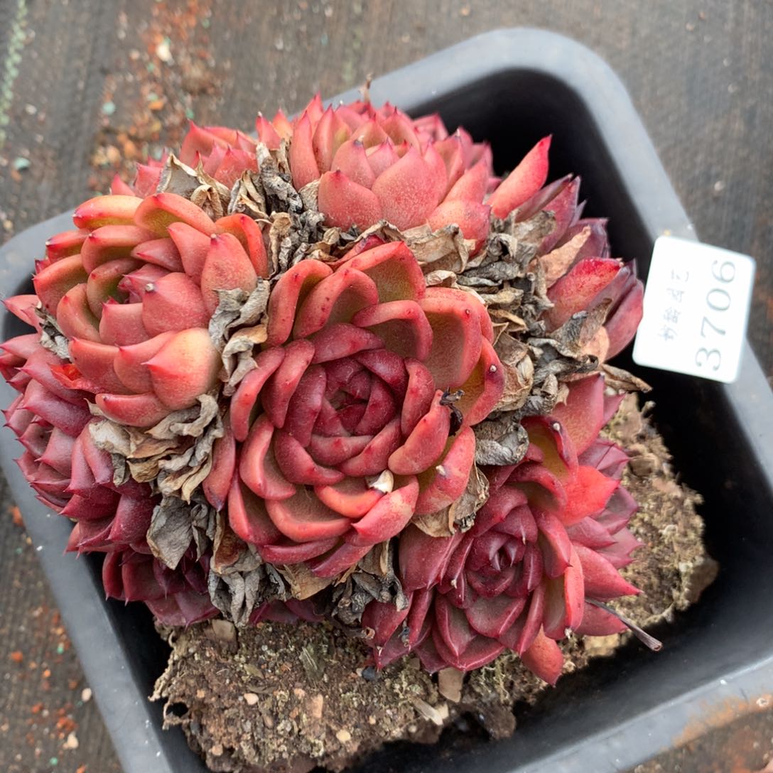 3706杂交精品基地12厘米