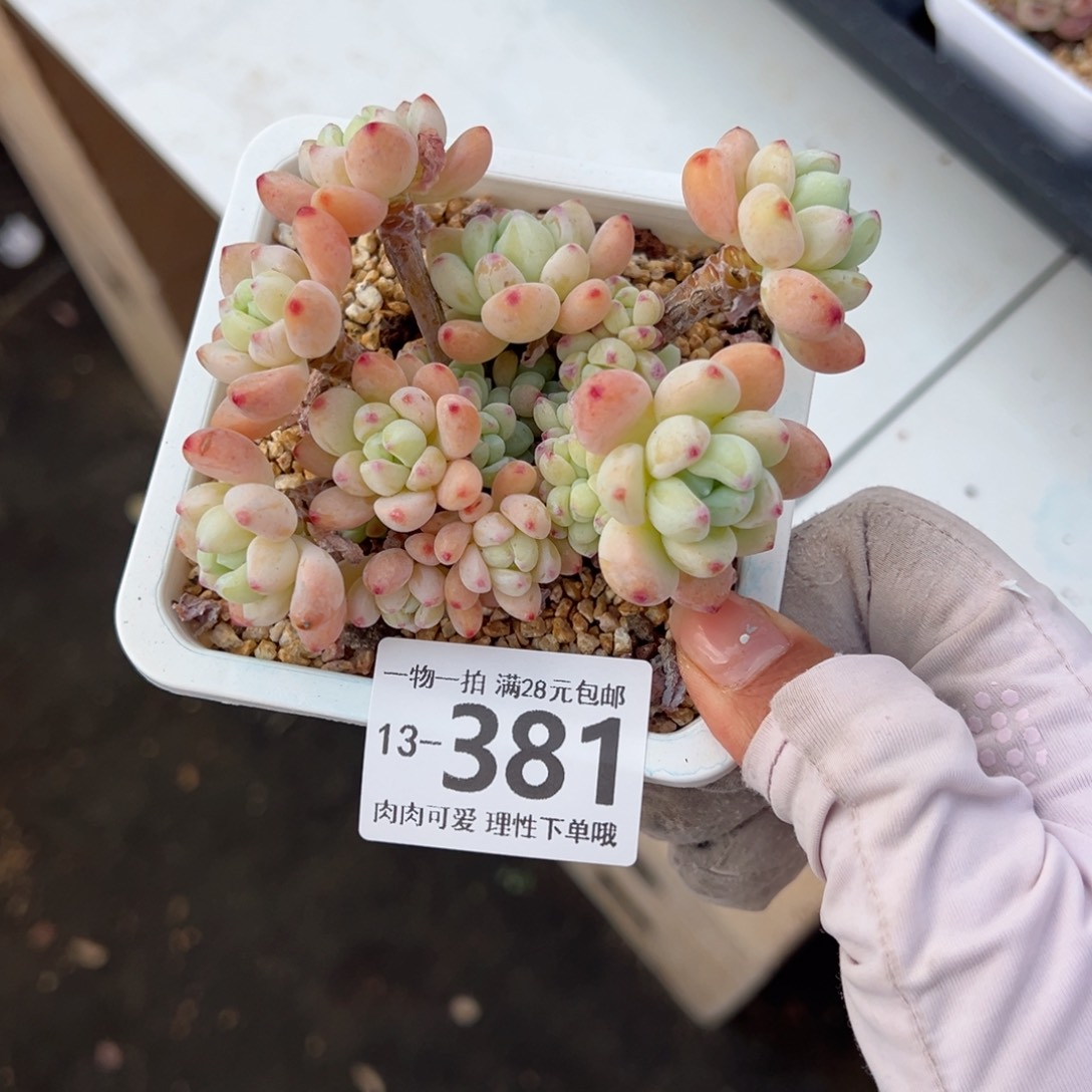 樱花罗绮多肉多肉多肉多肉