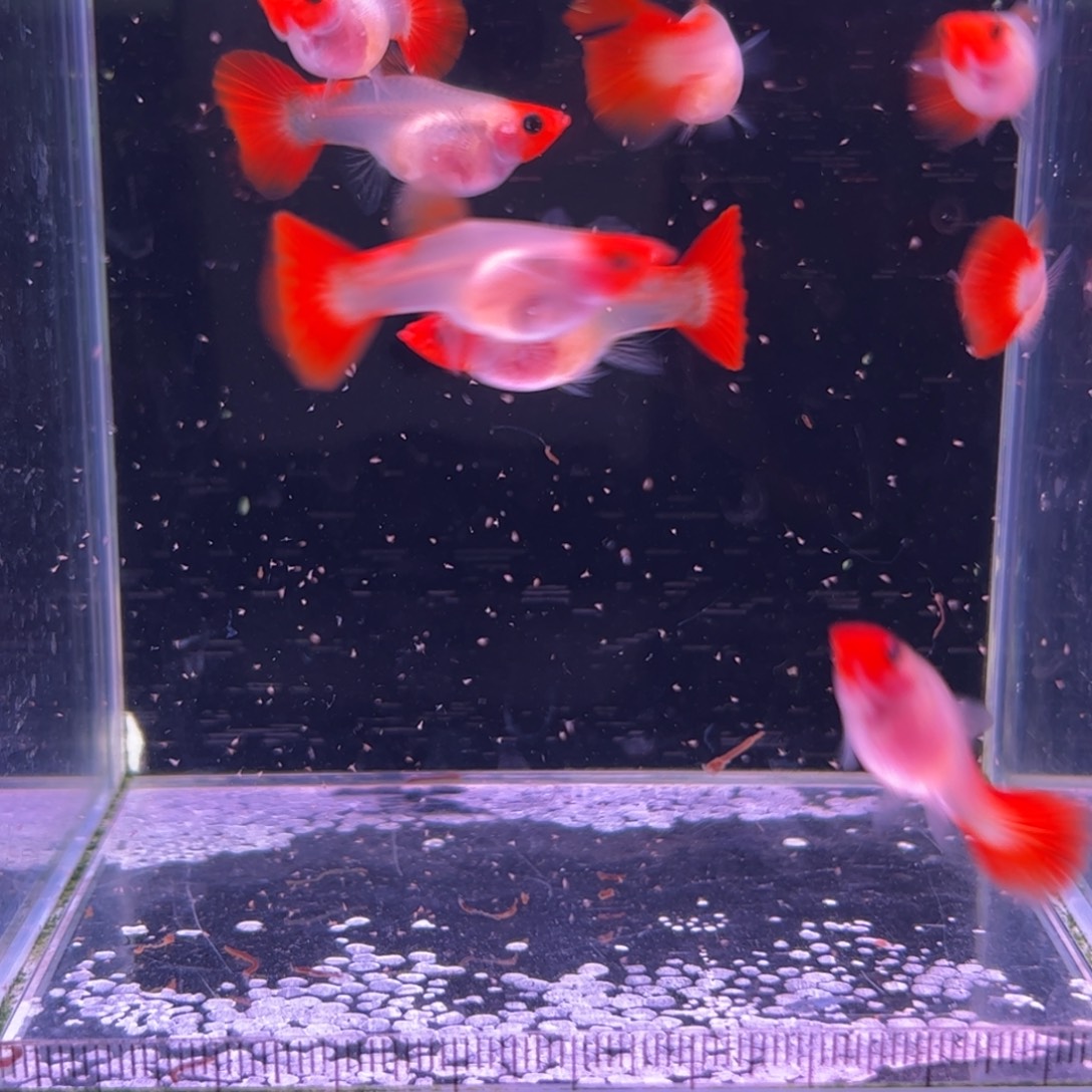 孔雀鱼黄化红头玻璃猫8母