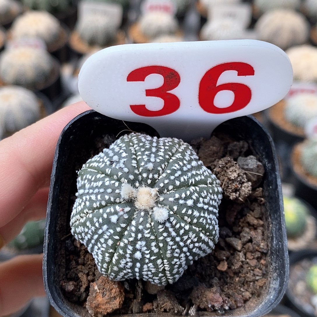 36奇迹福利来了系列