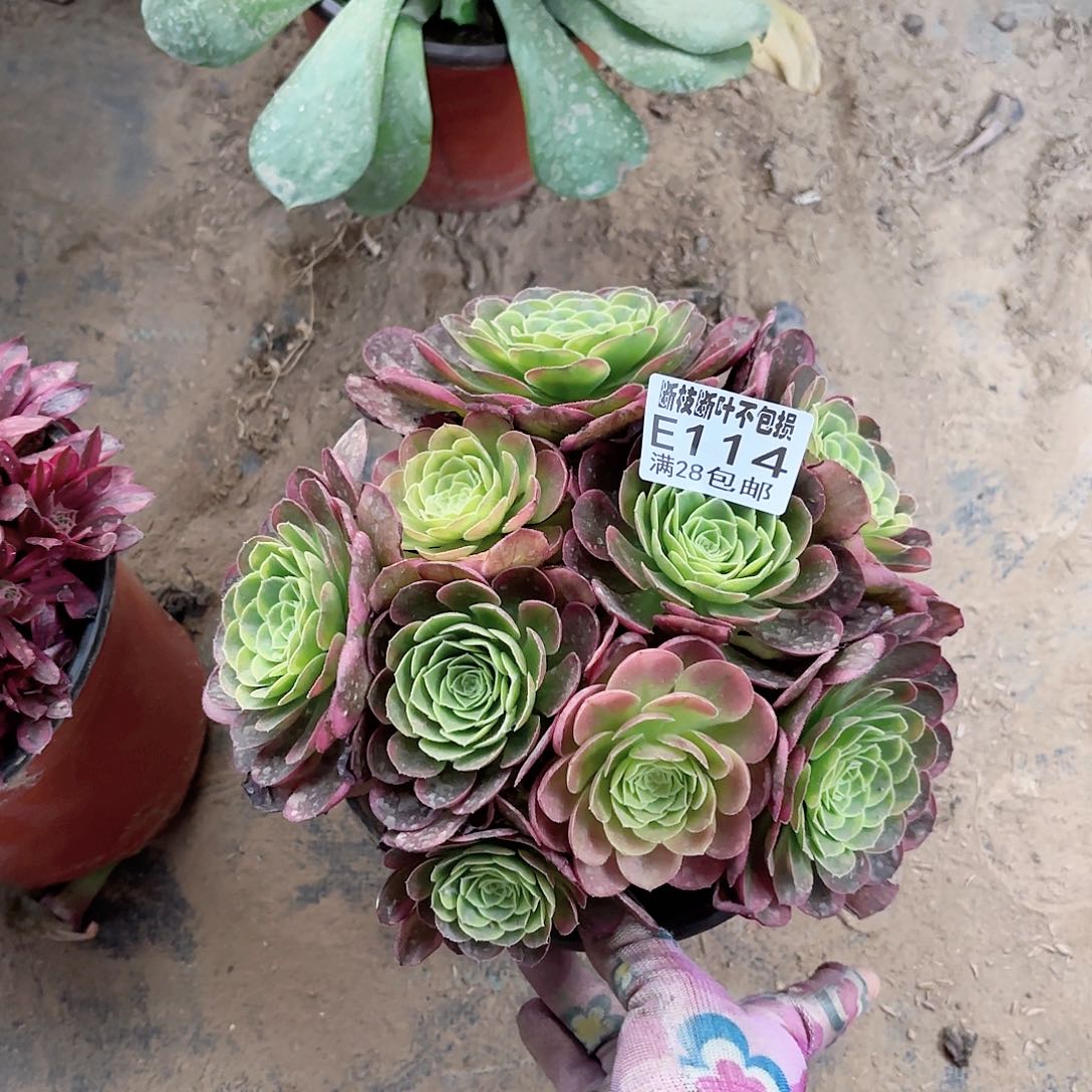 K 114奶奶白多肉1122