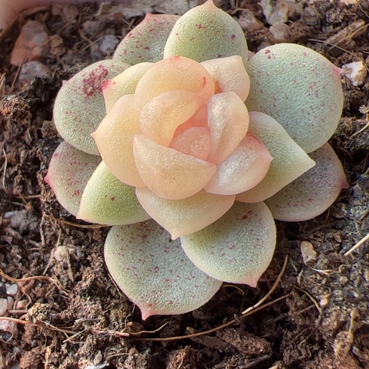 开播福利，一物一拍，精品糖心