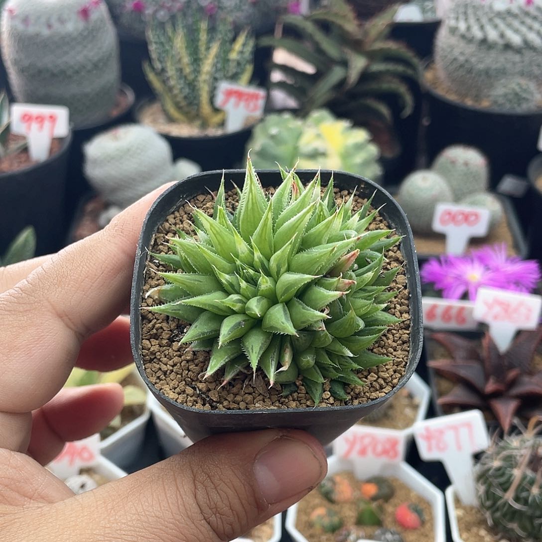 实生原始种 致远多肉