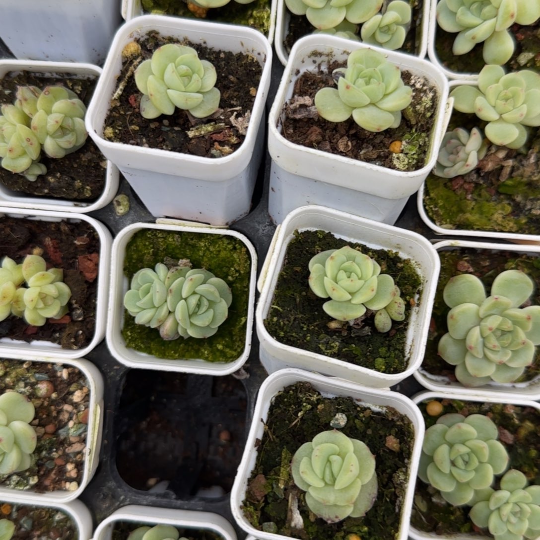 青梅 盆一个5床一个满25包邮