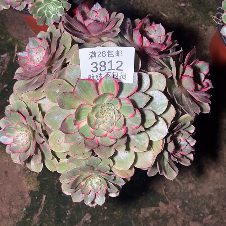 3812莲花座多肉植物