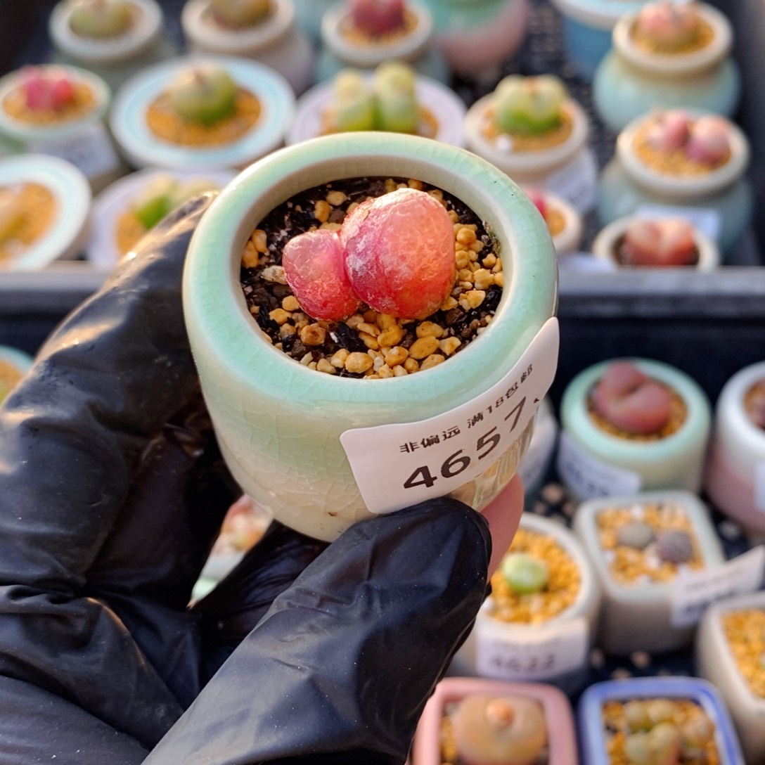 4657-一物一拍 带盆