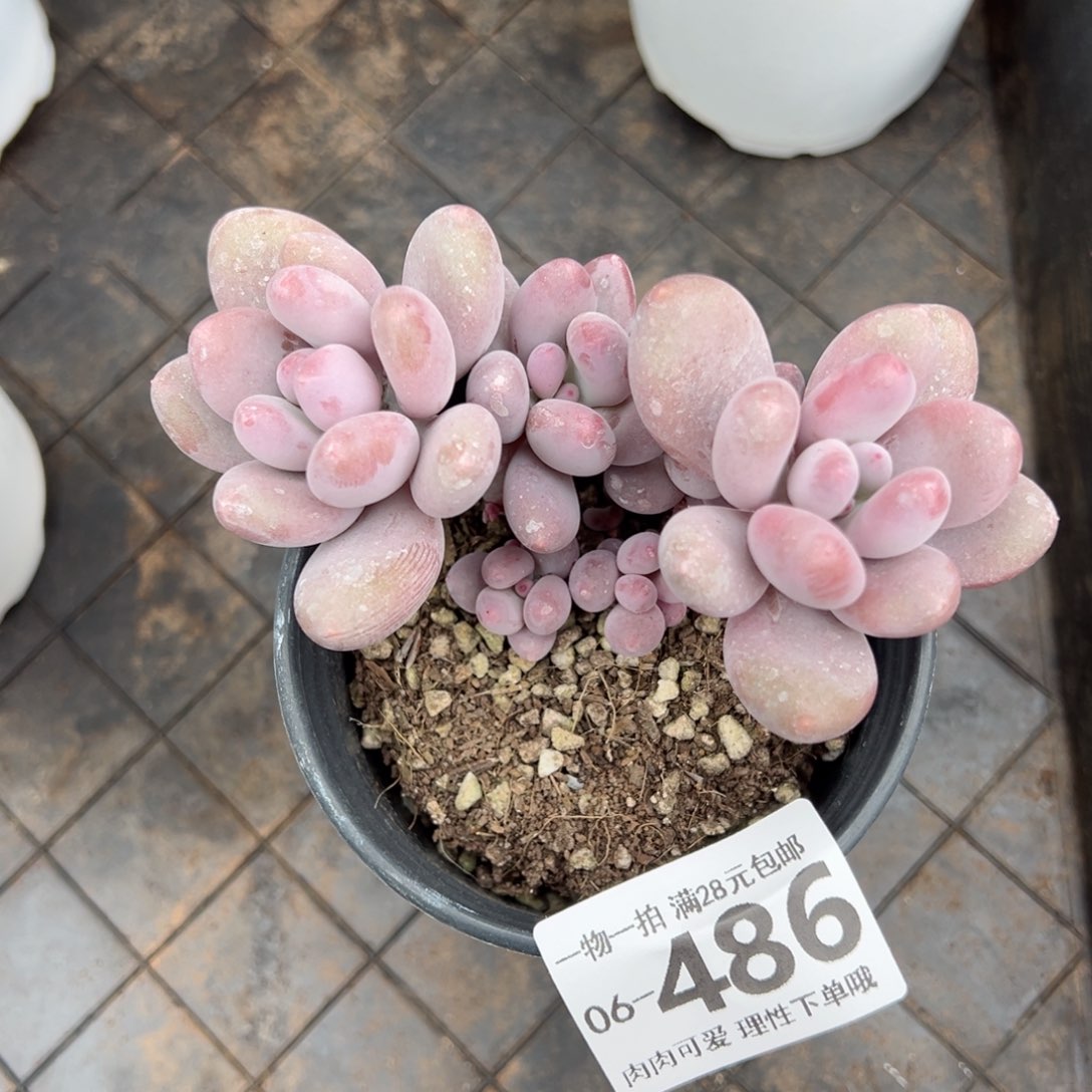 海狸美人多肉多肉多肉