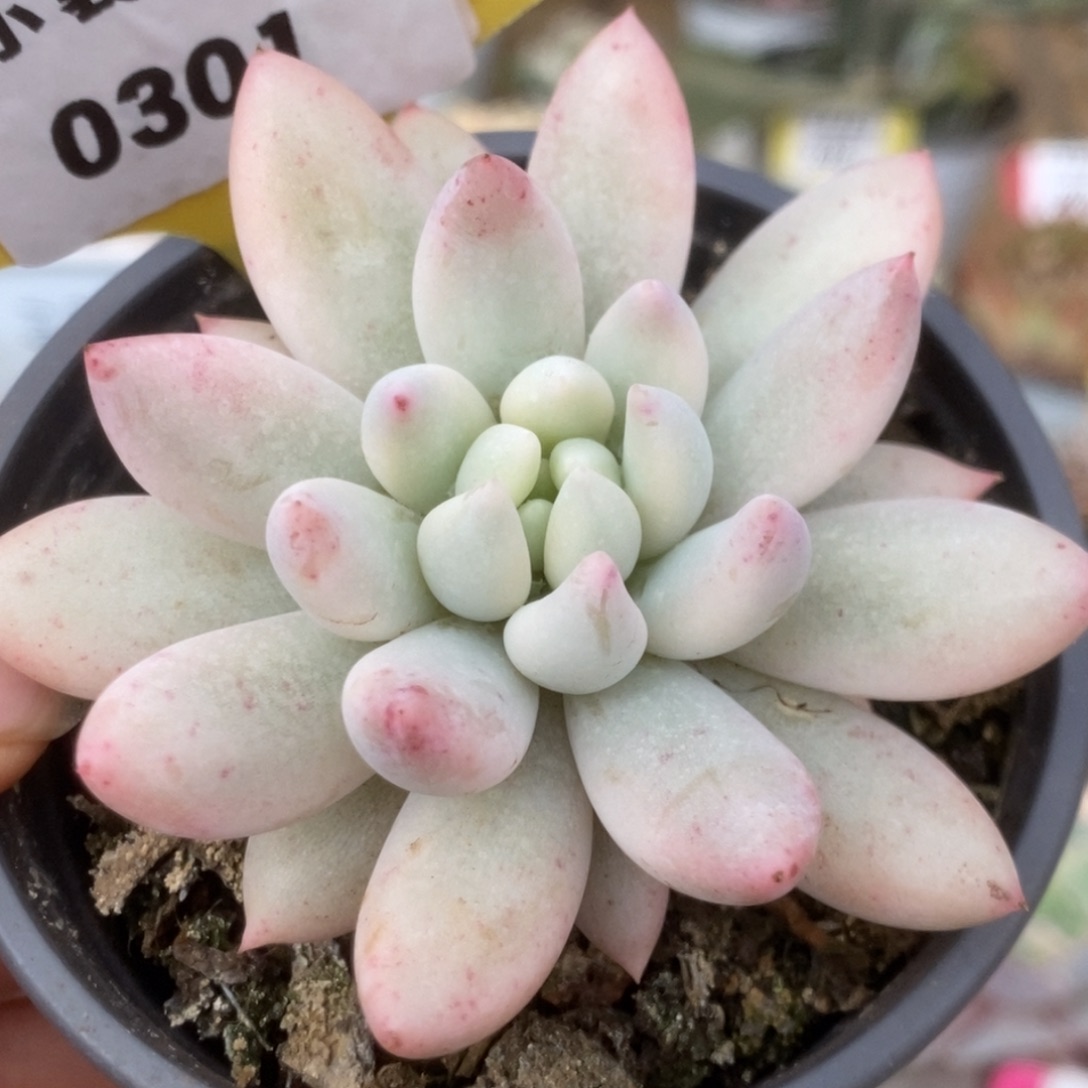 301所罗门锦锦锦锦锦