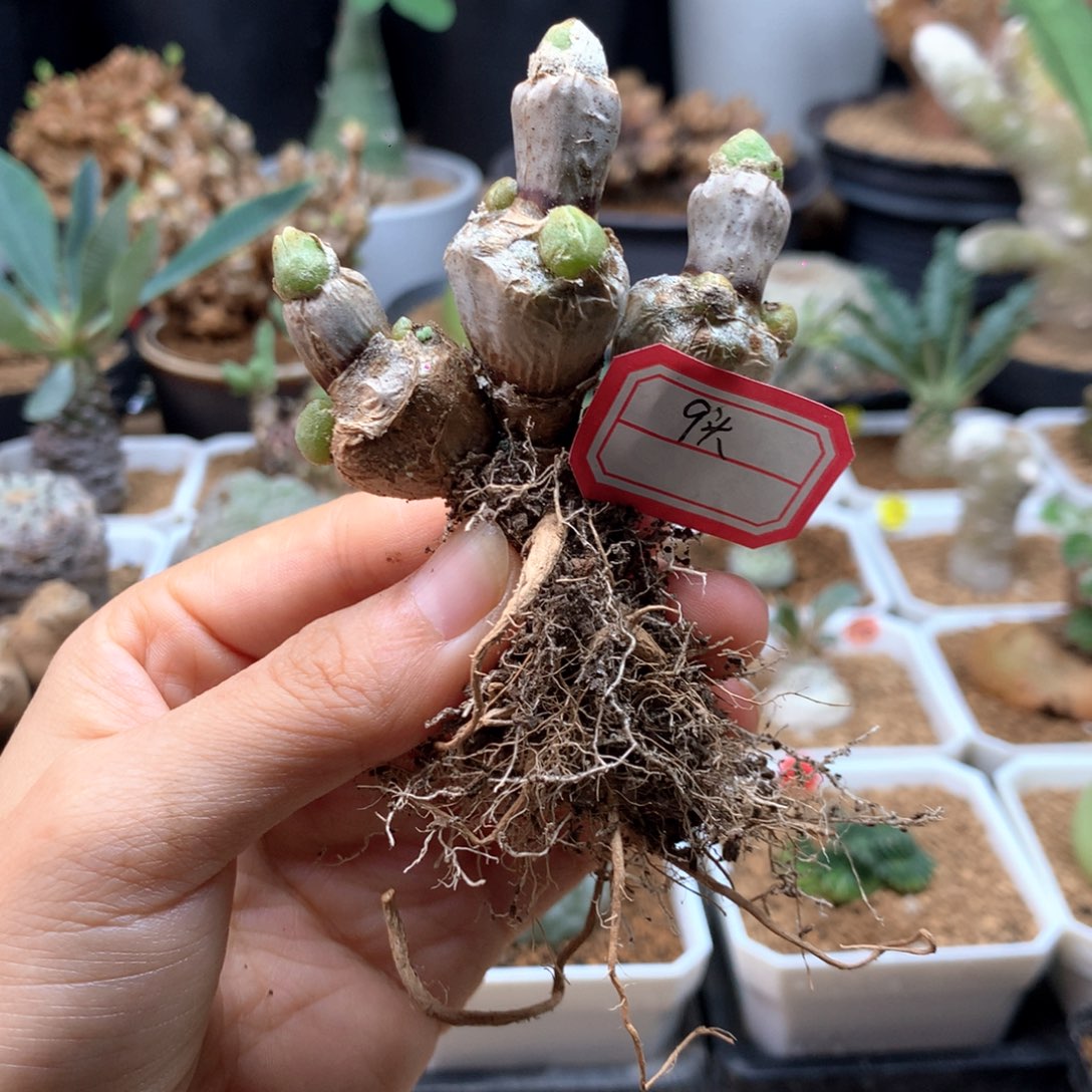 碧光环小兔子9头脱土