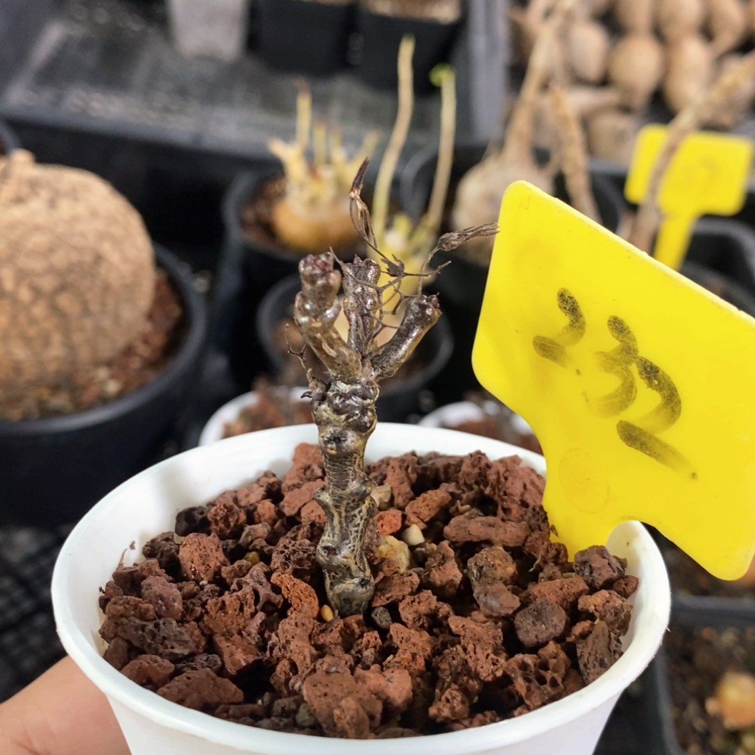 黑曼巴多肉植物一个