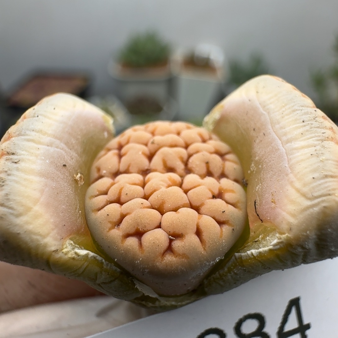 284多肉哈哈哈哈哈哈哈