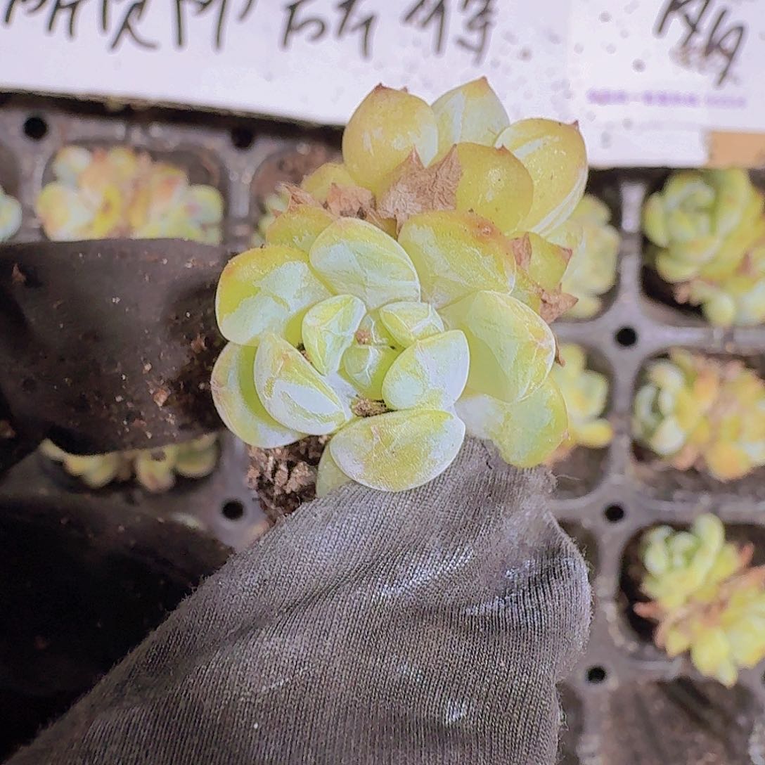 精品冰葡萄两颗一组