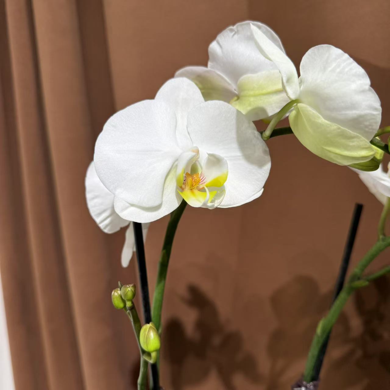 蝴蝶兰【诺丁汉】精品观花盆栽昆明基地直发