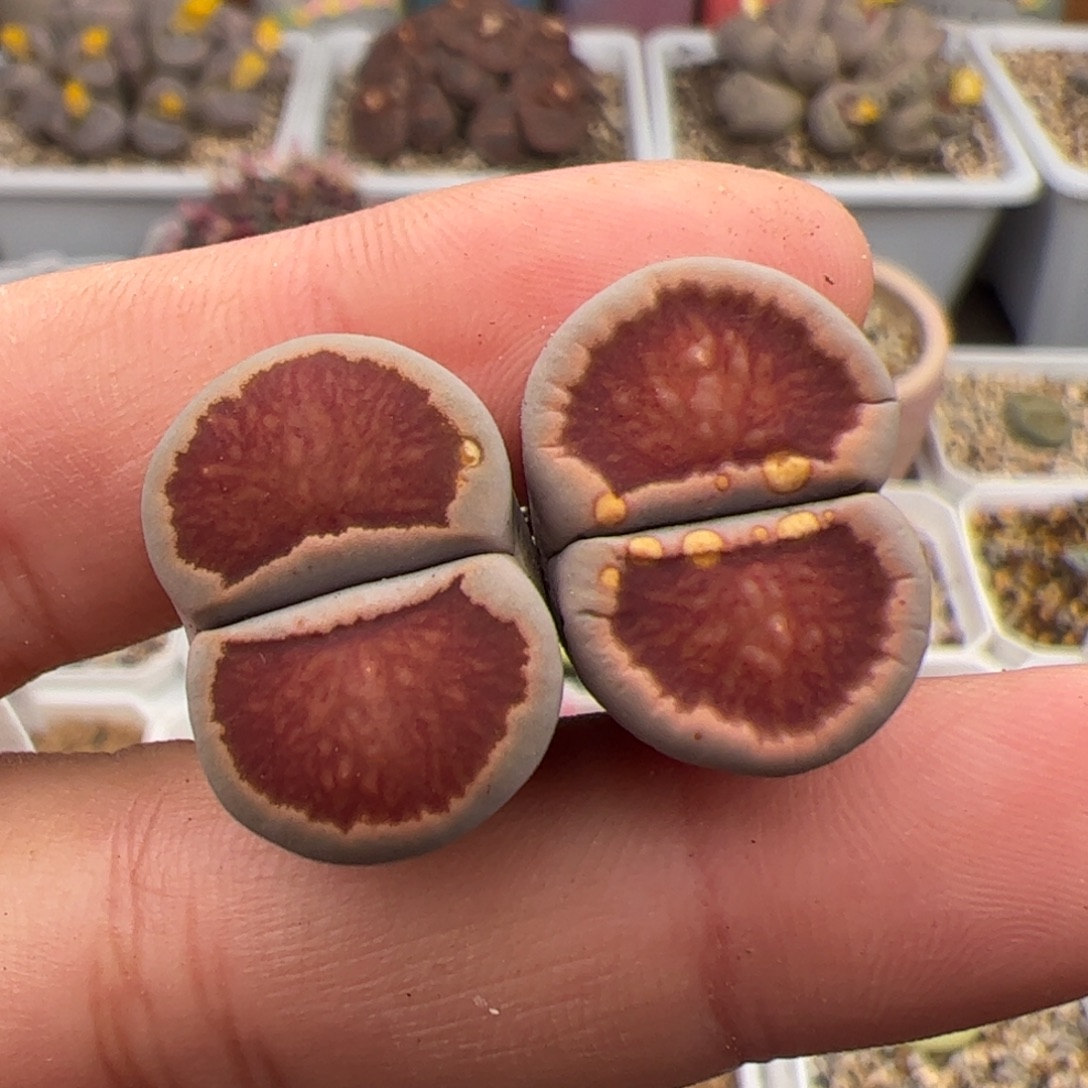 0281号菊2颗 多肉植物