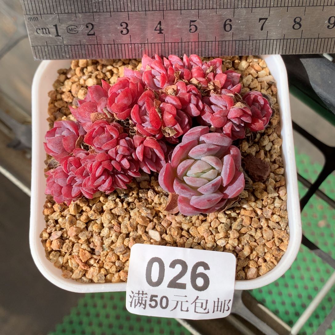 26。奶油贝瑞缀。带板子。