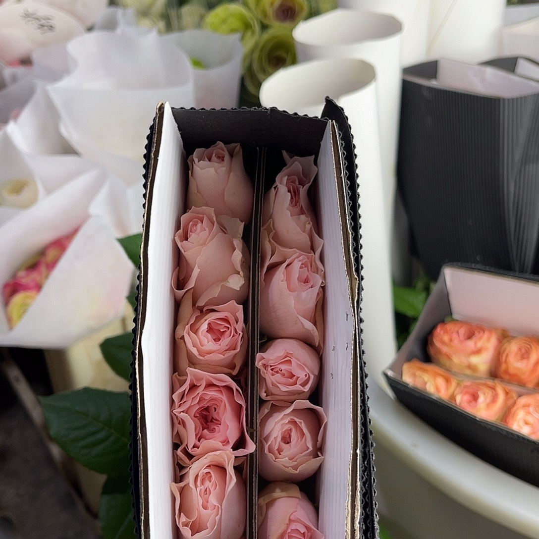 完全开放德芮尔（涌流）单头10枝