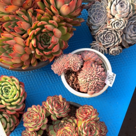 开**你1347玛瑙缀化