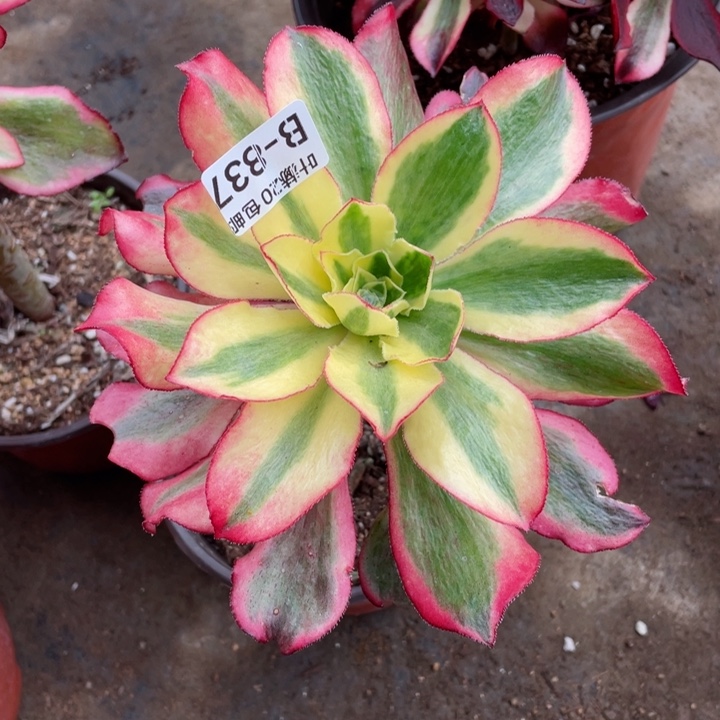 837魅影多肉12345678多肉