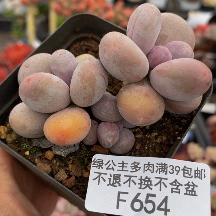 韩版蛋黄奶6cm654多肉植物