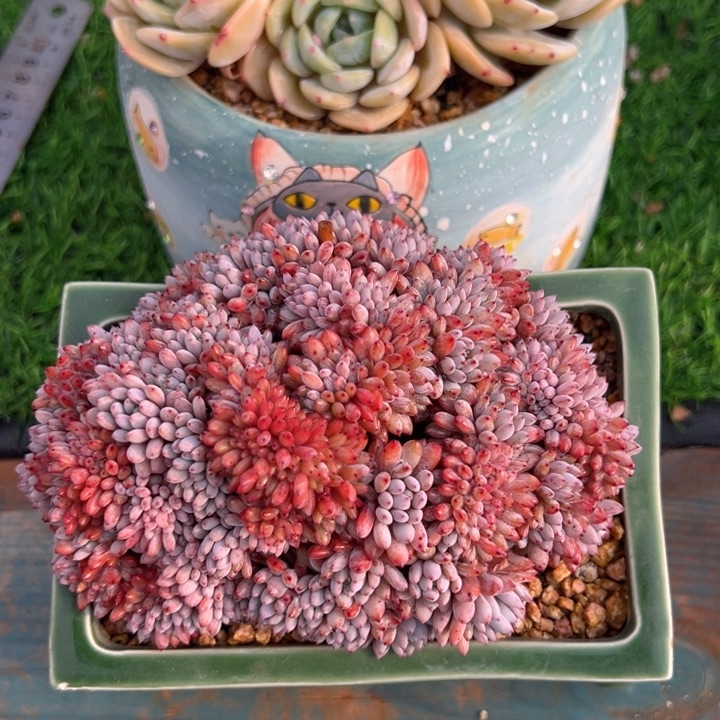 蓝豆缀13公分 不带盆