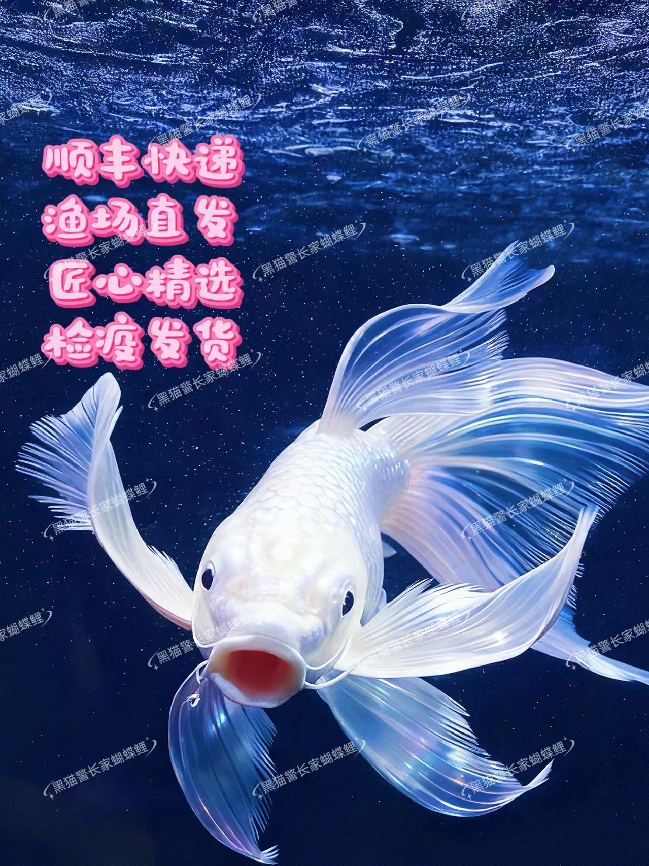 11-14公分白蝴蝶鲤短球精品石膏白狮子头渔场直大鳍大尾混养广温