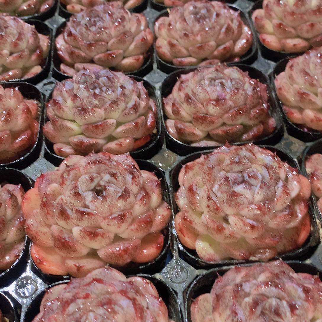 黑森林23567788990000