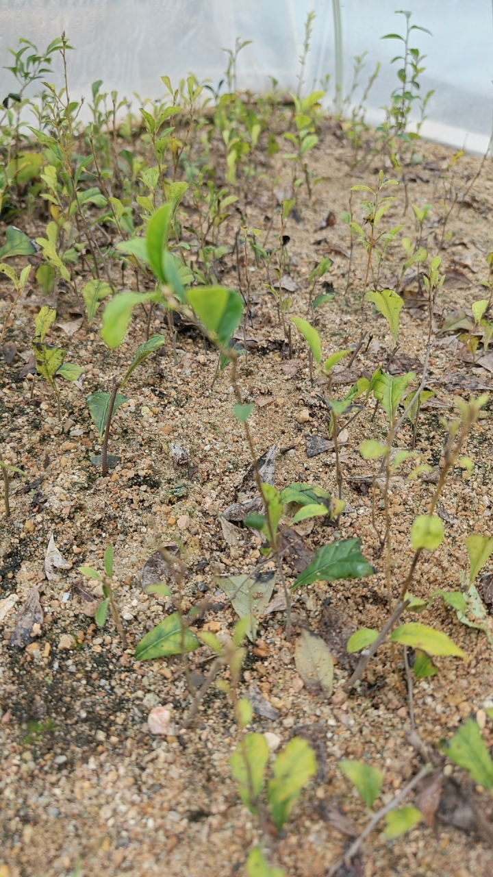 老鸦柿盆景素材！