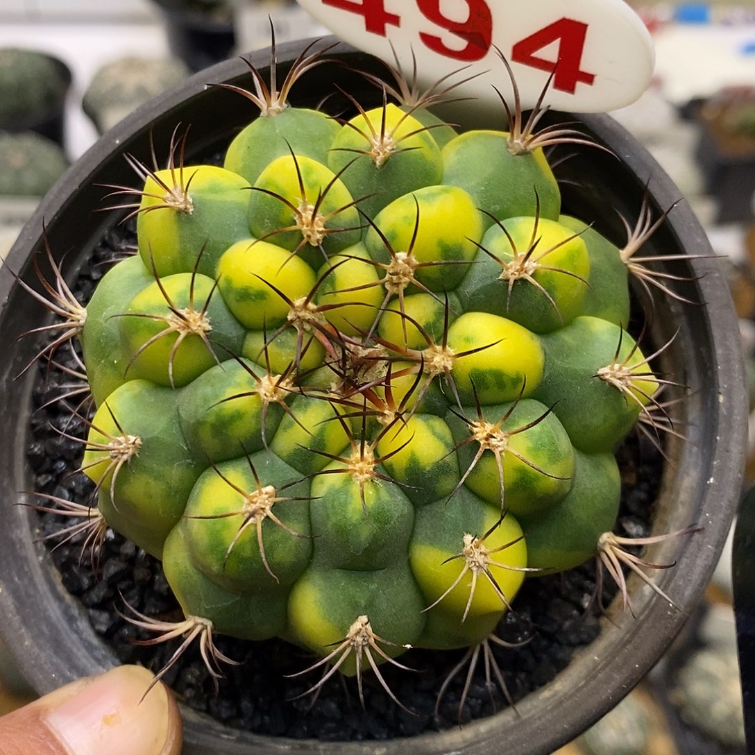 494新世界锦福利特价来了