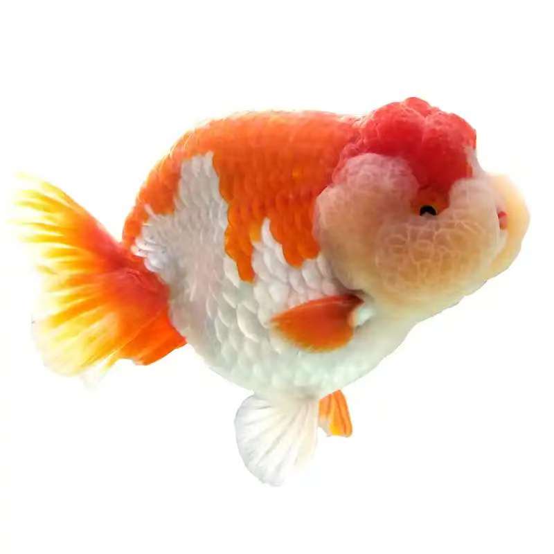 兰寿金鱼水族观赏鱼顺丰到付免包装费