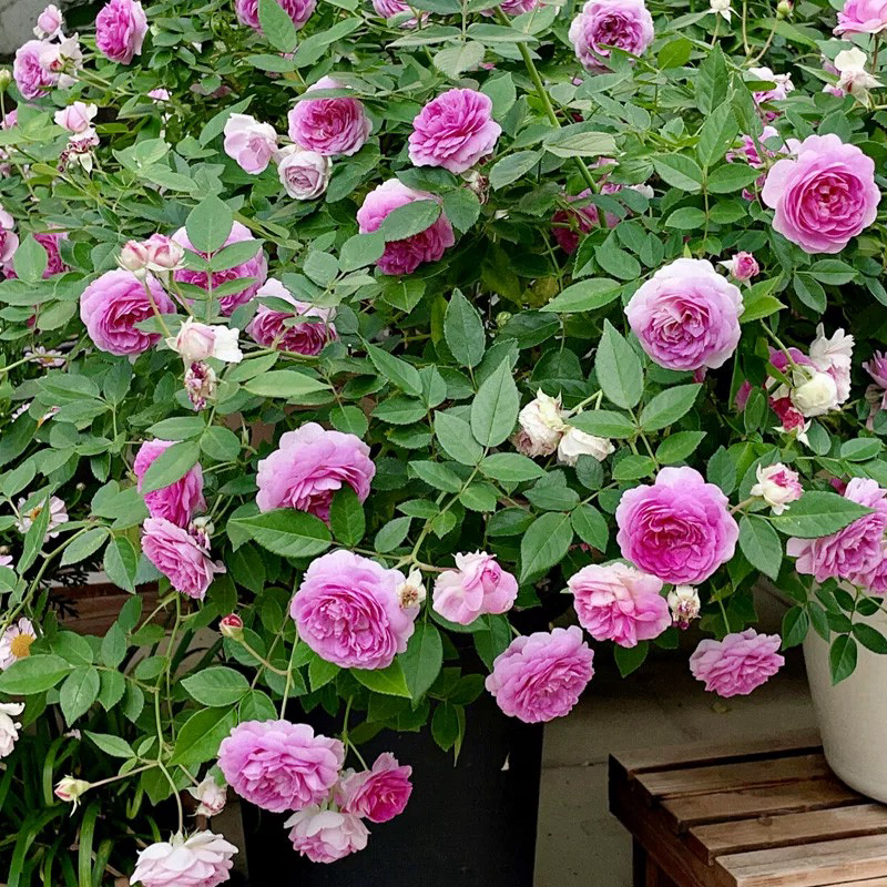 月季花苗玛姬婶婶浓香小花多季开花适合阳台庭院盆栽勤花好养植物