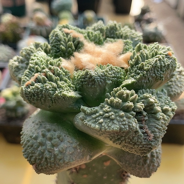 仙人球苗接满39包邮龟甲哥斯拉10.2公分142