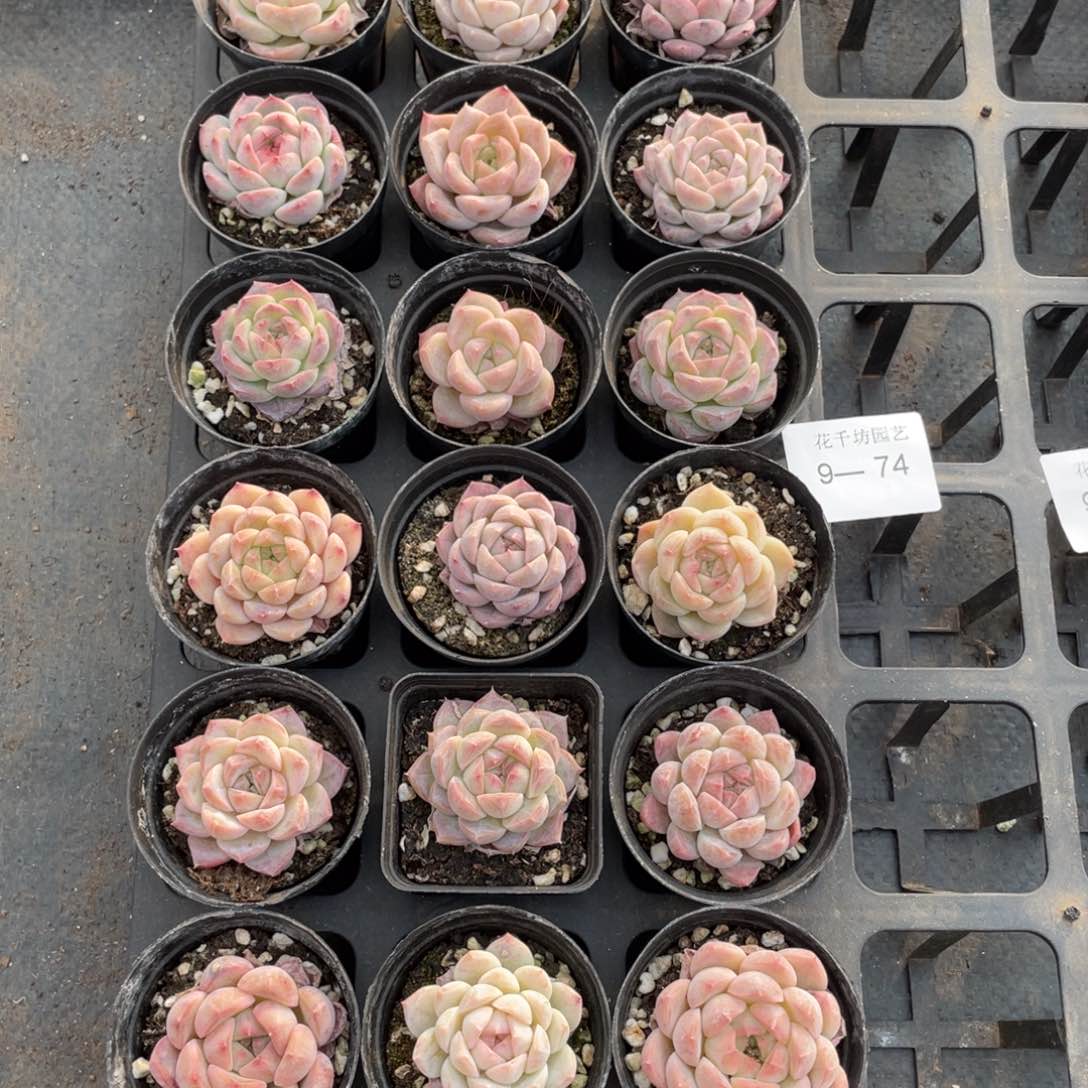 一物一拍18颗9-74