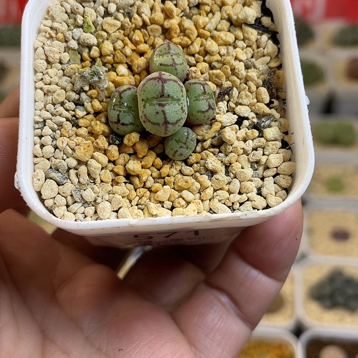 佳人园艺多肉生石花猴脸571