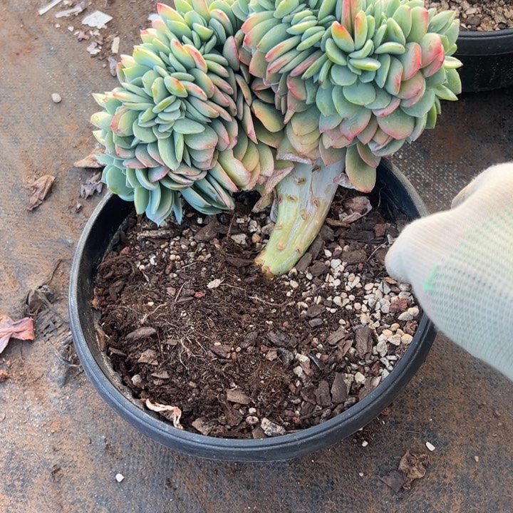 栩***生039云欣多肉植物白凤缀