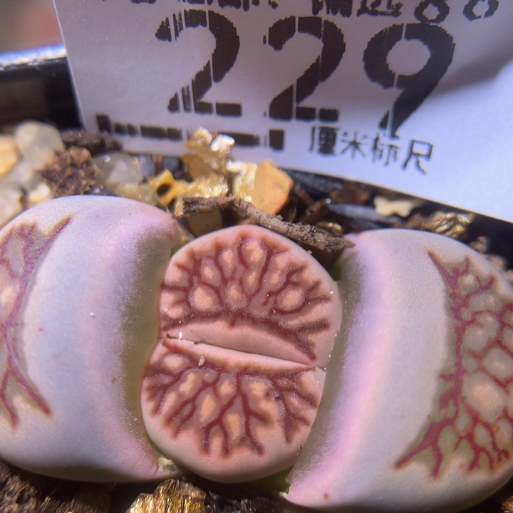 zz精品生石花229