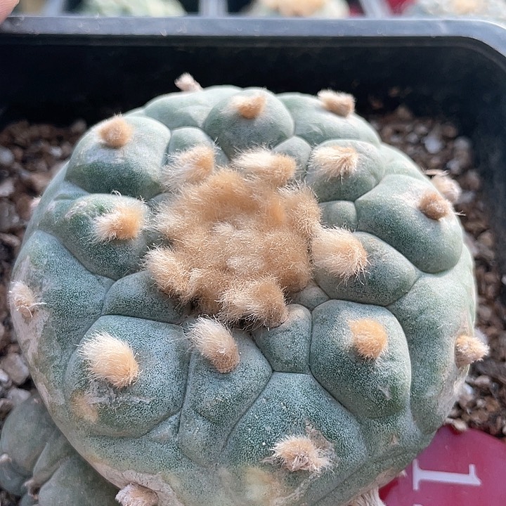 仙人球落地自根7.3公分124