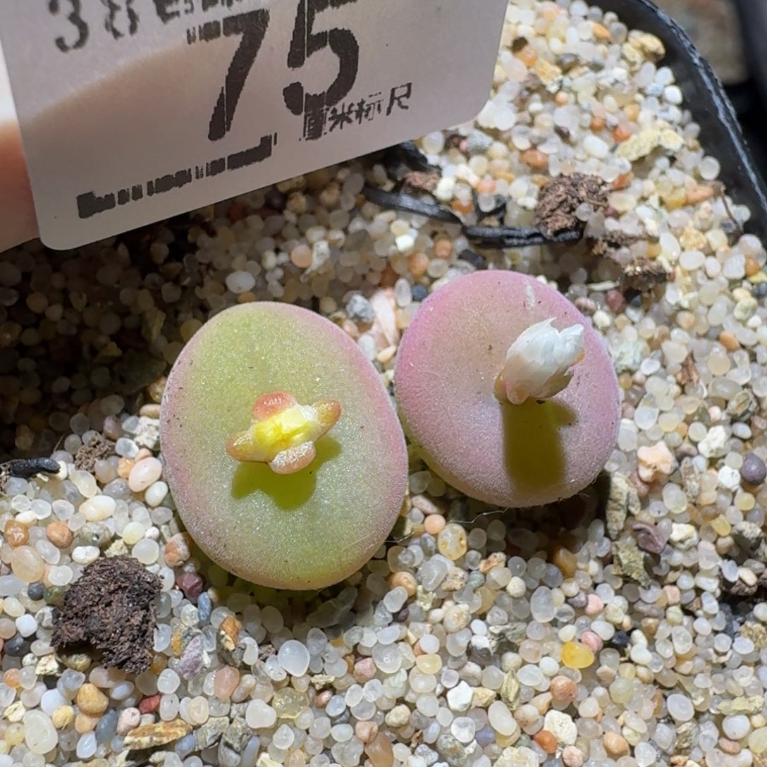 zzzzz生石花肉锥75