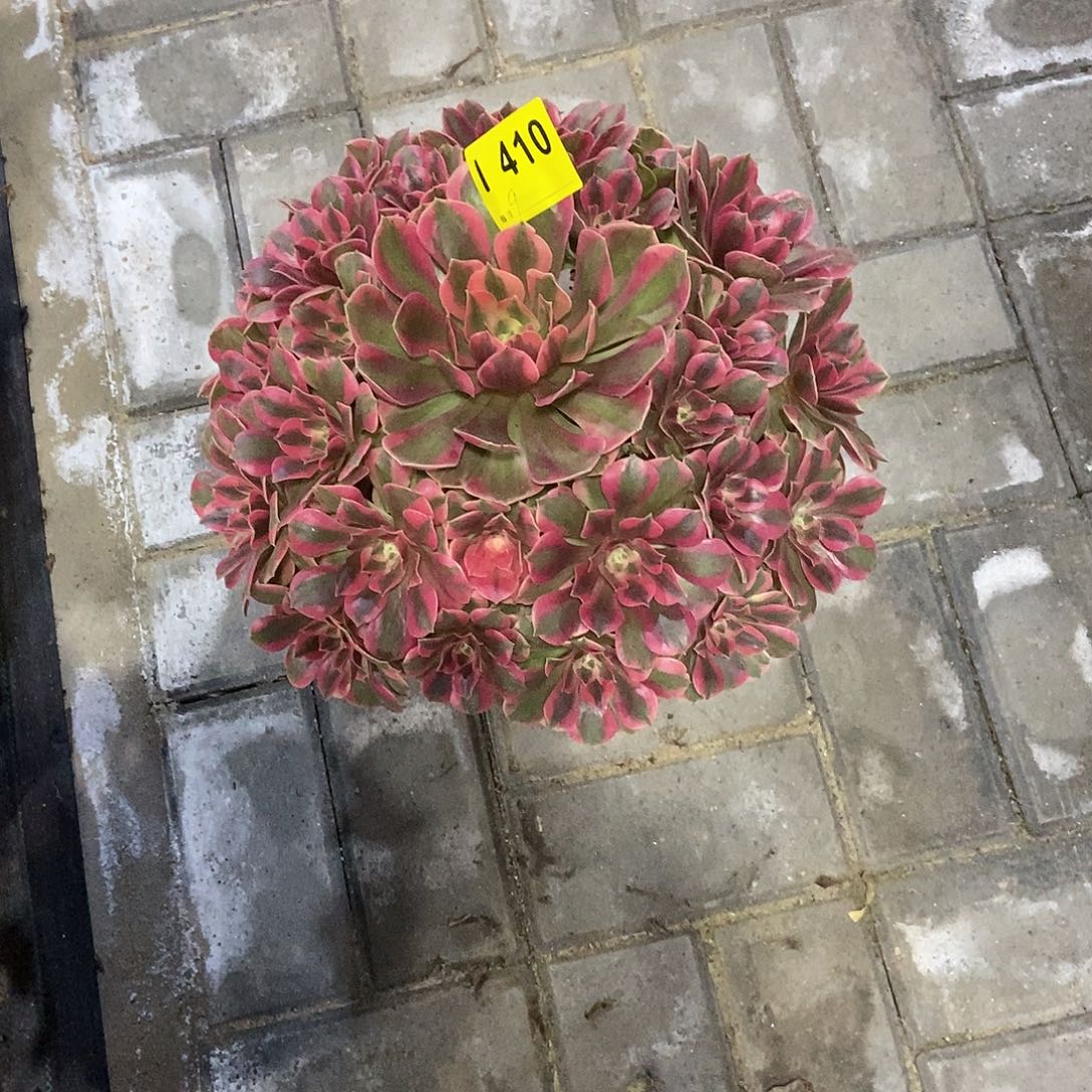 红粉佳人410 冠服35