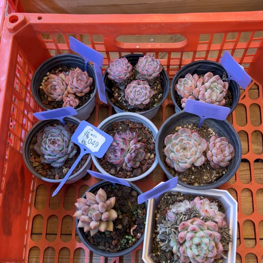 爱****蛙定向9.21-049 一筐8颗