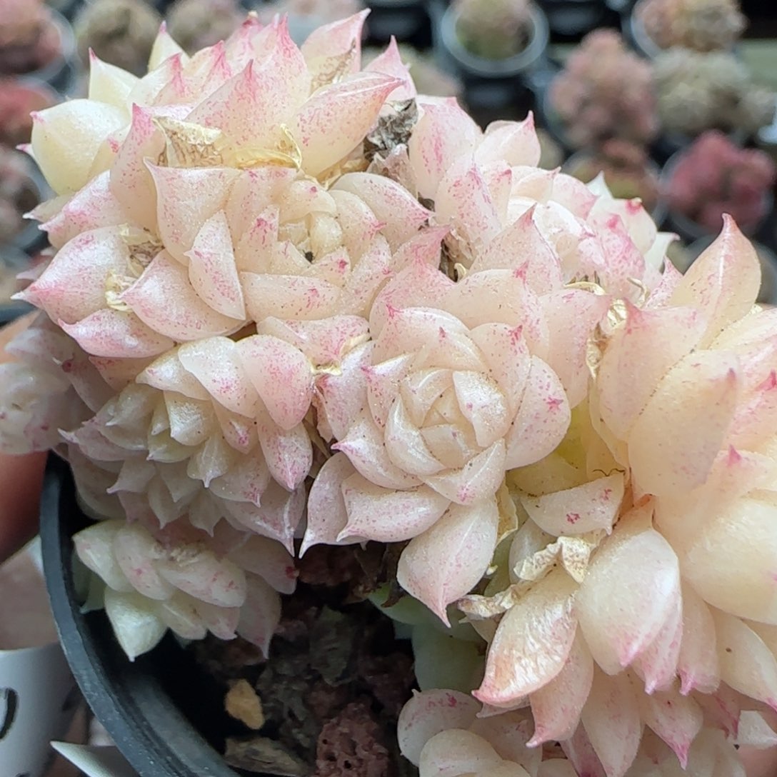 花语逸镜0224-498散