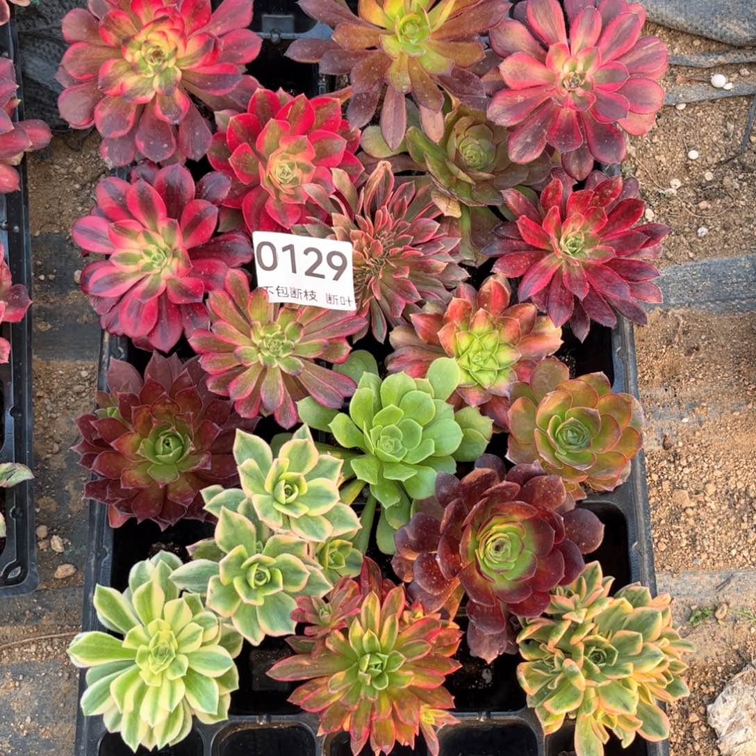 129号，18棵法师，包邮