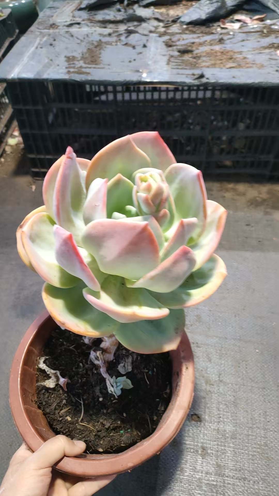 精品多肉   小单头血凤