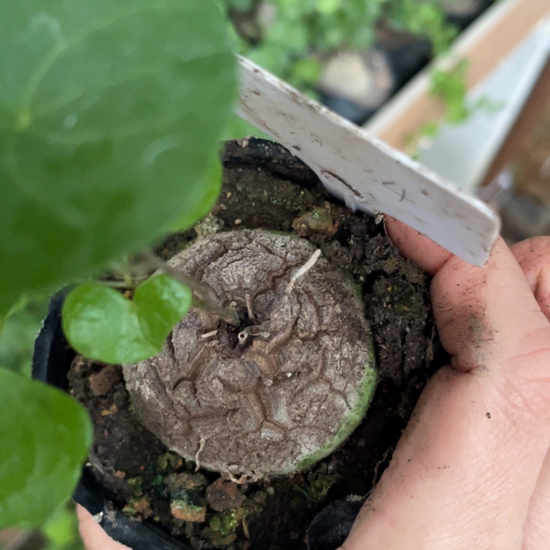 杰***德龟甲龙4.2公分，不退不换