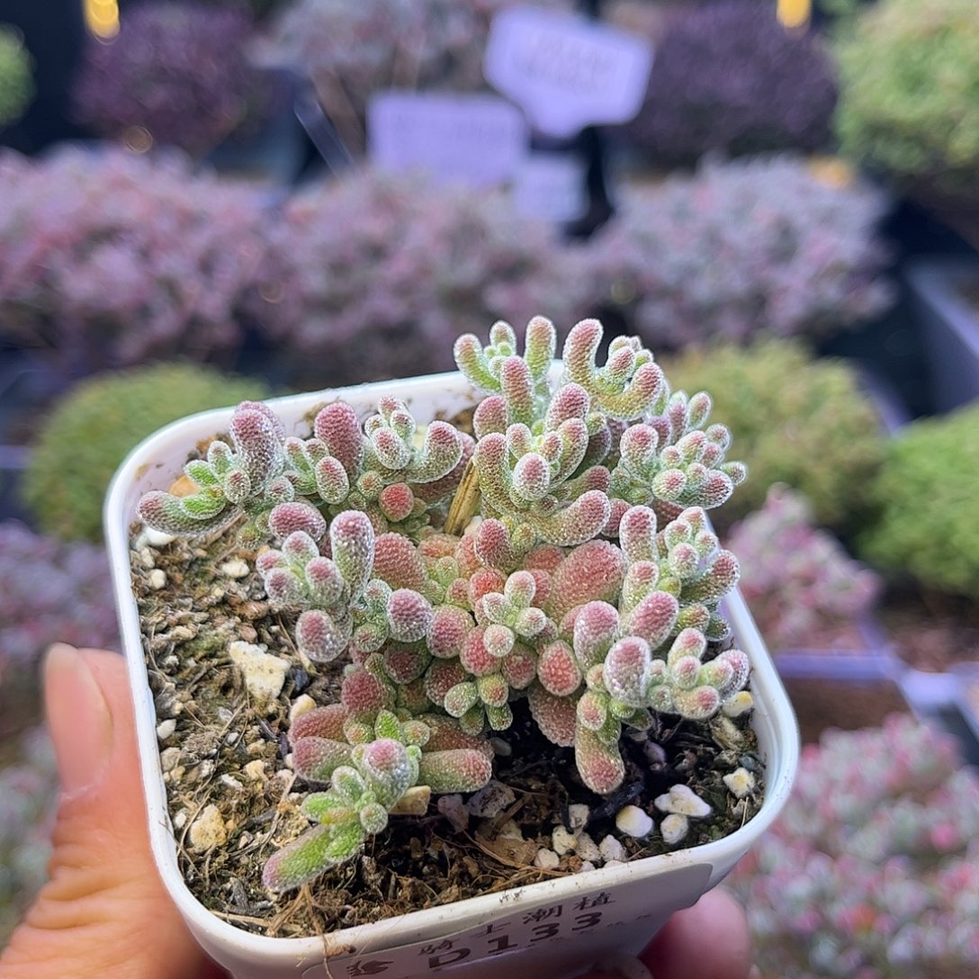 133优选冰晶枝干炖肉