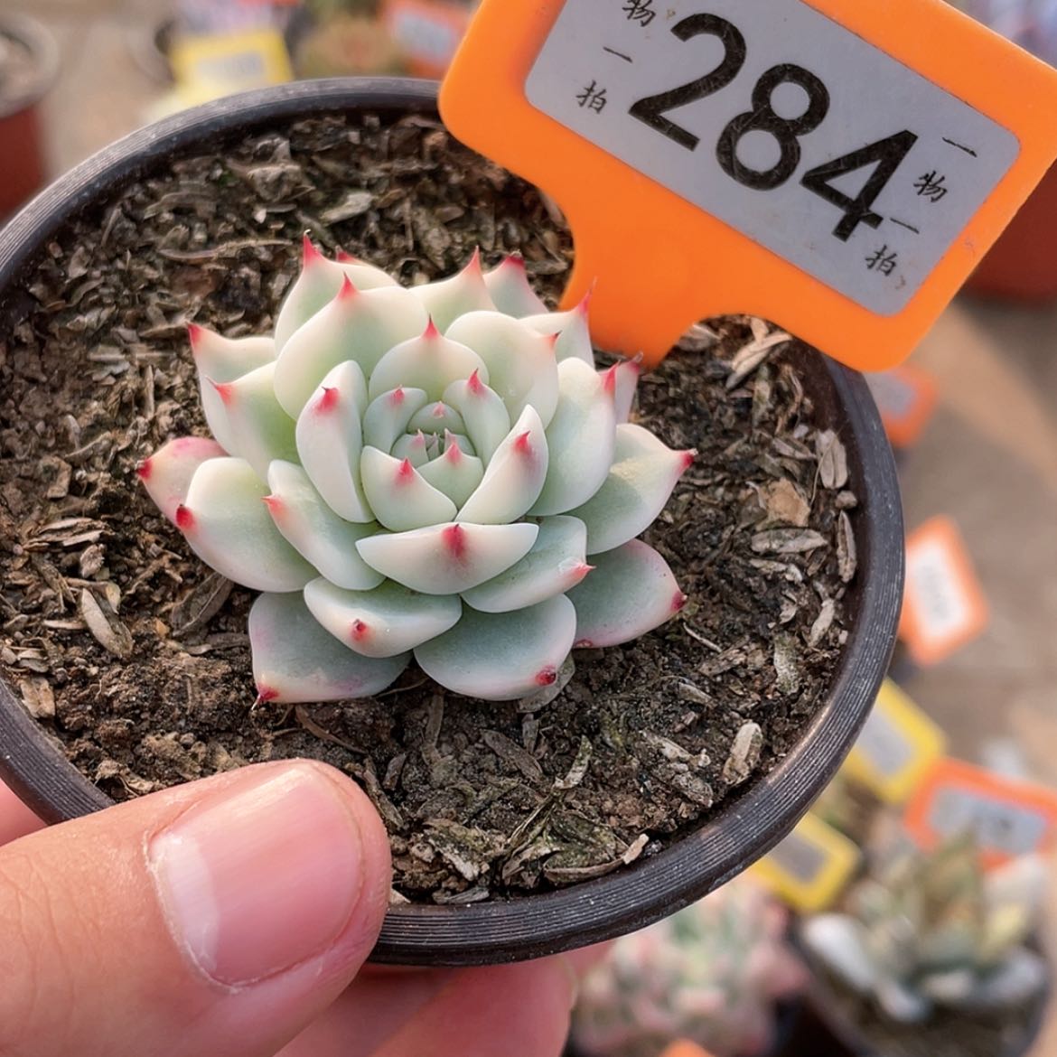 【闪购商品】284号