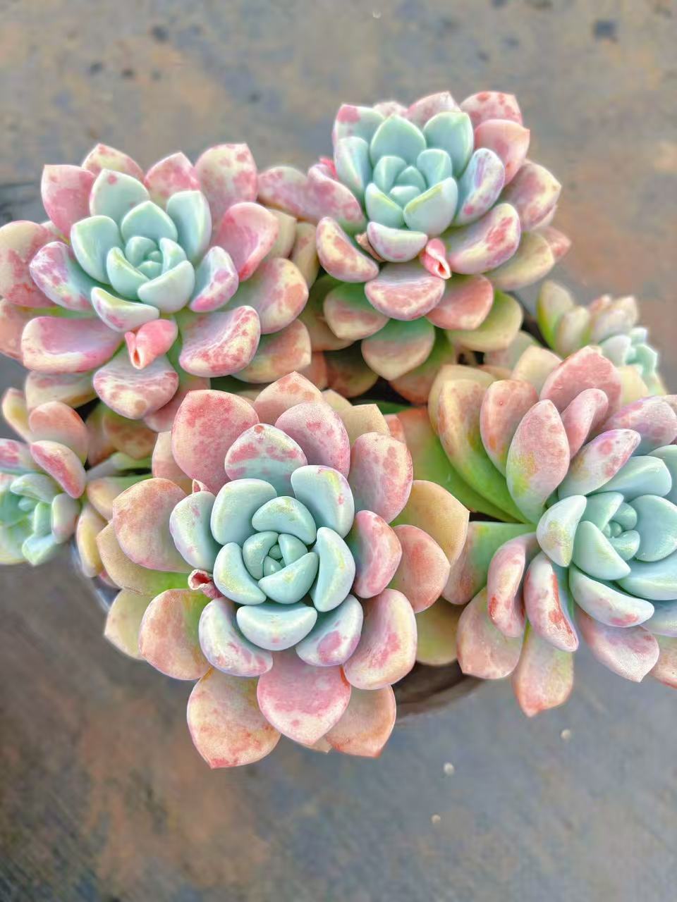 ［花瓣鹿］精控 好看好养 脱土发（2单包邮）好运来多肉 云南基地直发