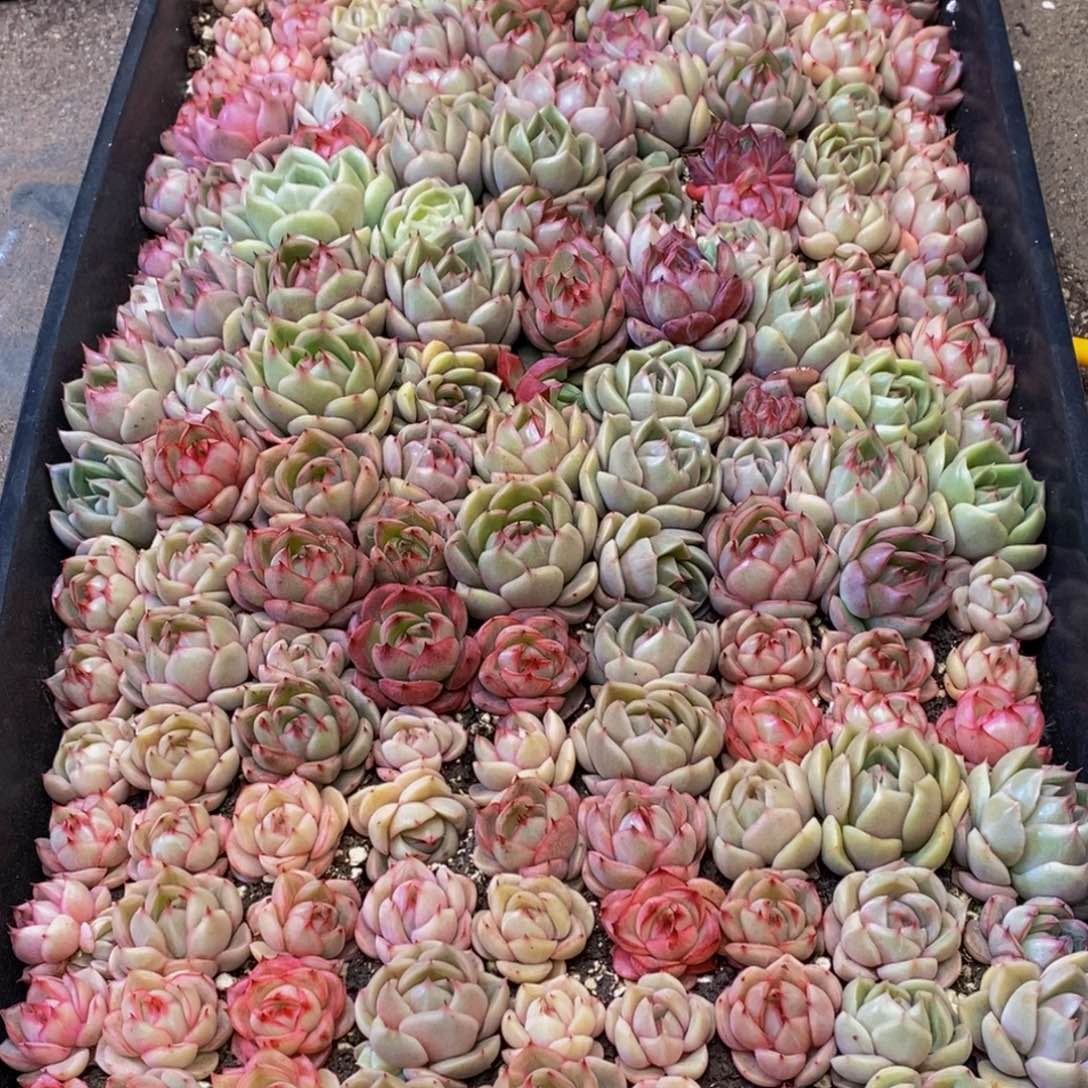 208的人都是这样吧。