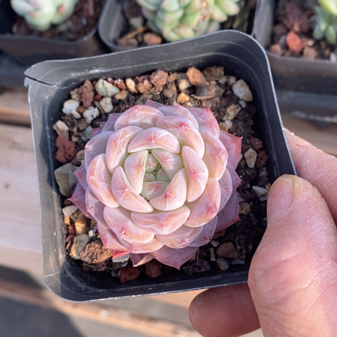 精品多肉一物一拍不包整141